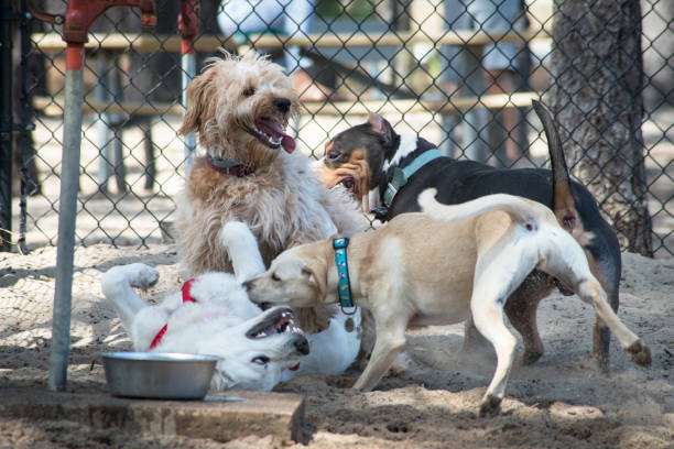 spaß im hundepark - group of dogs stock-fotos und bilder