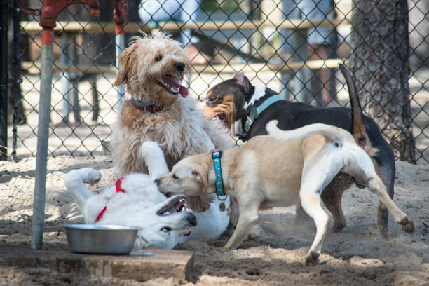 diversión en el parque para perros - group of dogs fotografías e imágenes de stock