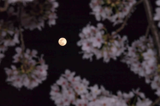 Blue Moon and Cherry Blossom in Full Bloom