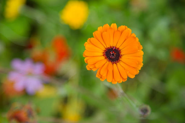 Beautiful orange flower of calendula on a blurred floral background. A garden on a summer day.
