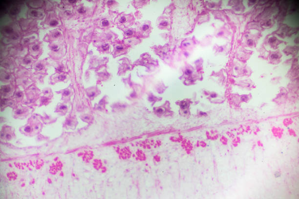 Free Stock Photo of tapeworm section | Download Free Images and Free ...