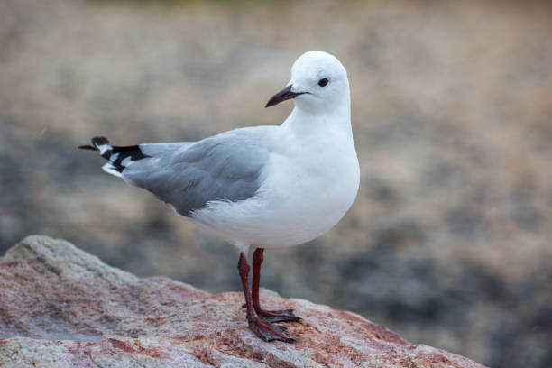Sahrish Gull 210+ King Gull Stock Photos, Pictures & Royalty-Free Images - iStock