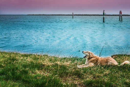 Golden retriever on the beach