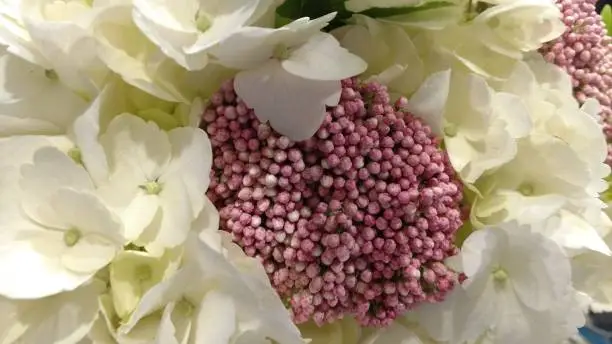 Pink and White Hydrangea up close