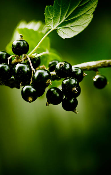 Black currant plant