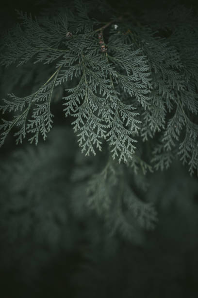 istock Full Frame Shot Of Green Leaves 941195782