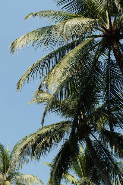 istock Coconut palm trees at hua hin beach thailand 941202014
