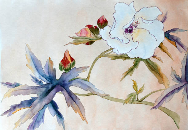 biały kwiat hibiskusa, malowanie tuszem - flower flourishes paint backgrounds stock illustrations
