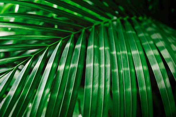 istock Green tropical palm leaf with sunlight background 941202314