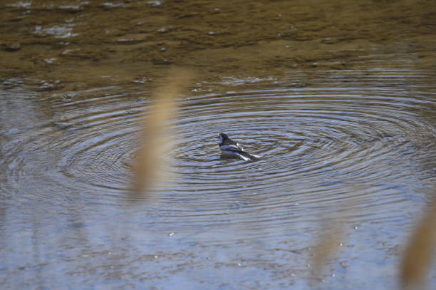 istock A beautiful bird in wetlands 941204564