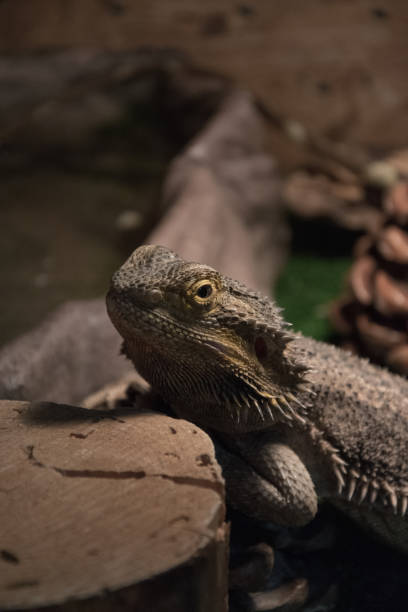 istock Exotic wild animal in terrarium - Water Dragon 941204906