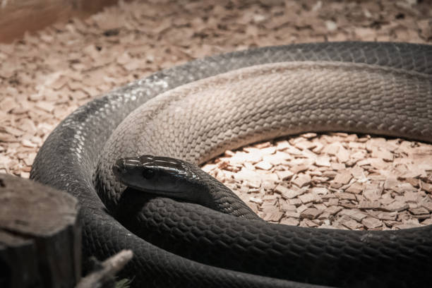 Highly venomous snake - Black Mamba in terrarium