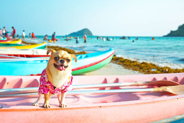 istock Cute chihuahua dog 941209938