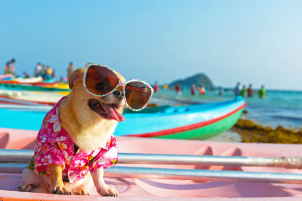 istock Cute chihuahua dog 941210092