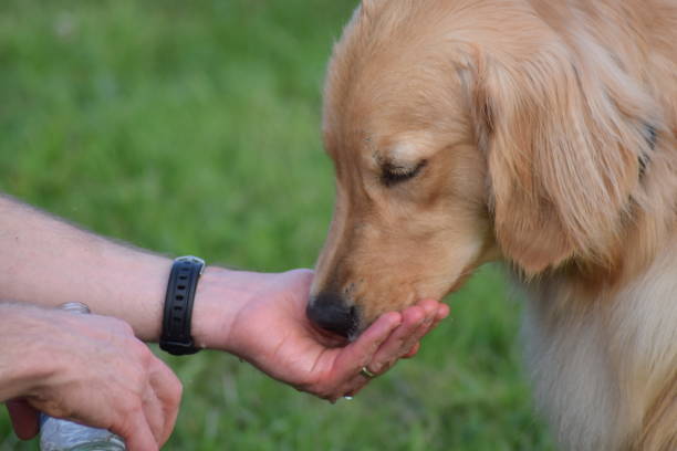 istock Dog drinking out of owner's hand 941210100