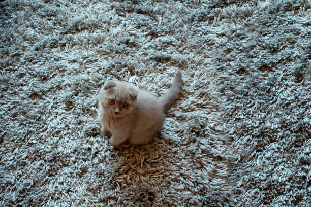 istock Baby Scottish fold cat on a wool rug background. 941212988