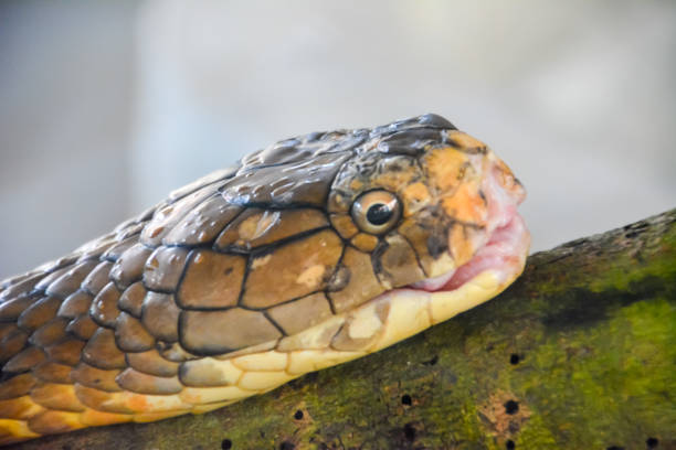 istock King Cobra (Ophiophagus hannah) The world's longest venomous snake. 941214000