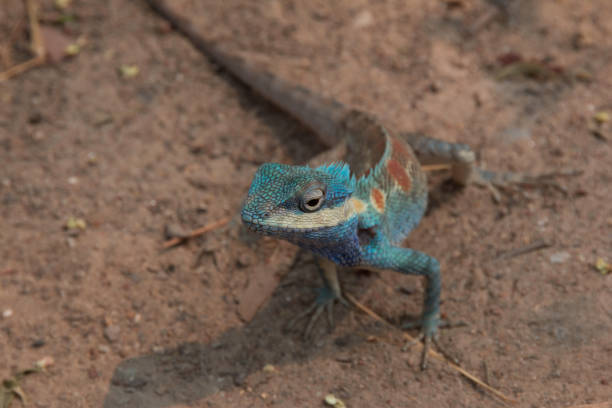 istock Chameleon breed of asia 941217610