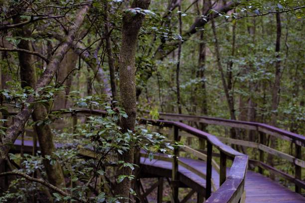istock A Curve Boardwalk Trail in the Forest 941217850