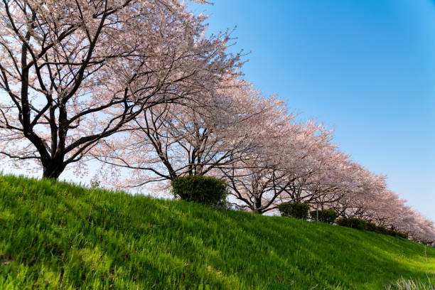 istock Cherry trees in full blossom which open along the embankment 941217900