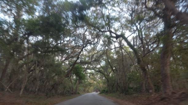 istock Tree Canopy Landscape in Fernandina Beach on Amelia Island Florida 941221300