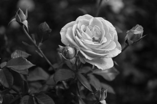 istock blossoming rose flower monochrome 941221958