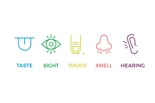 5 인간의 감각 삽화입니다. 맛, 광경, 터치, 냄새, 청각. 혀, 눈, 손가락, 코와 귀. 다른 색상에 벡터 유행 선 아이콘 그림 디자인 - sensory perception stock illustrations