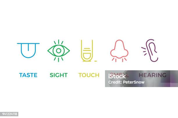 5 Human Senses Illustrations Taste Sight Touch Smell Hearing Tongue Eye Finger Nose And Ear Vector Trendy Thin Line Icon Pictogram Designs In Different Colors Stock Illustration - Download Image Now