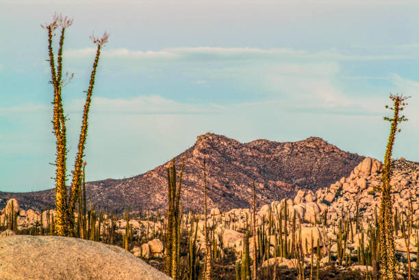 Boojum trees and cactus in the Cataviña Desert in central Baja California, Mexico.