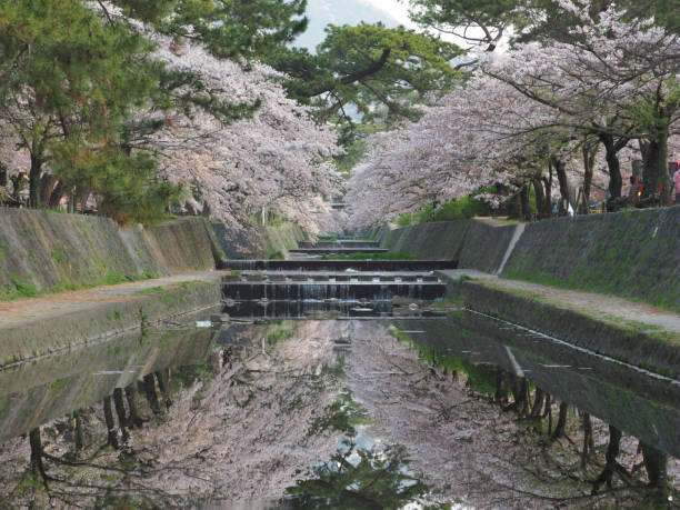istock Revir and Cherry tree in full bloom　(Shukugawa Park） 941225746