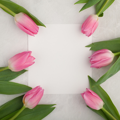 Birthday or wedding mockup with white paper list, pink tulip flowers on blue background top view. Beautiful woman day card. Flat lay.