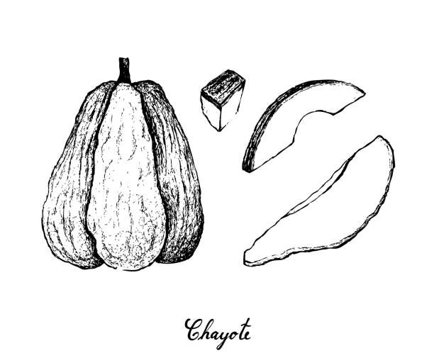 ilustrações, clipart, desenhos animados e ícones de mão desenhada de chuchu fruta no fundo branco - merleton