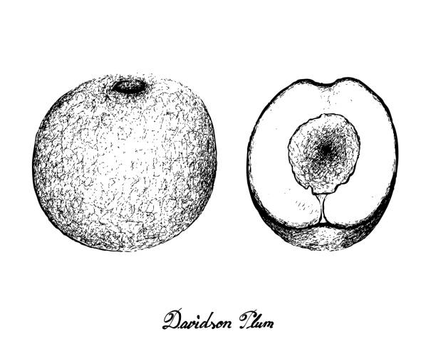 рука нарисована сливы davidson на белом фоне - nectarine white peach australia stock illustrations