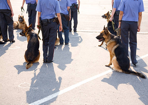 Rearview of German Shepherd working dogs with their handlers stock photo