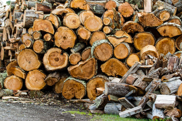 istock wooden logs stacked up to become firewood 941232322