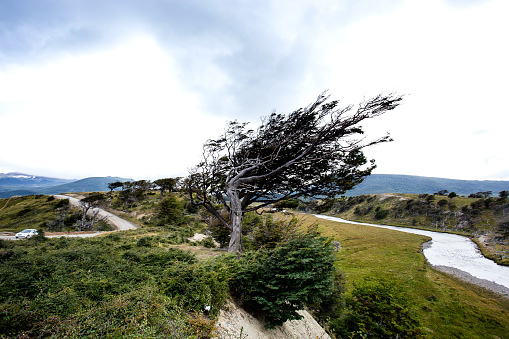 flag tree in Tierra Del Fuego, bent by the strong wind,  Patagonia, Argentina.