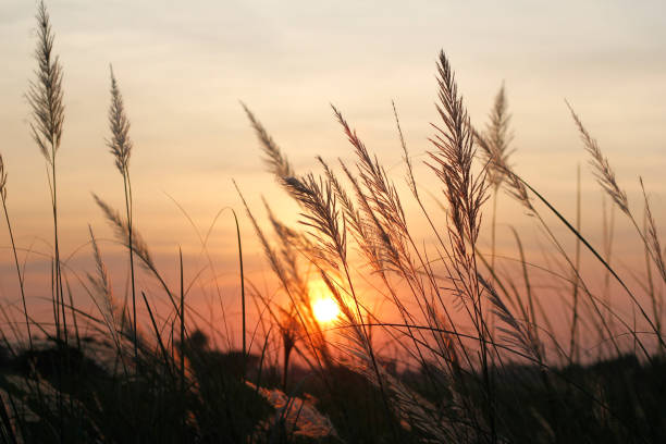 поле травы во время красочного фона заката - nature abstract sunlight cereal plant wheat стоковые фото и изображения