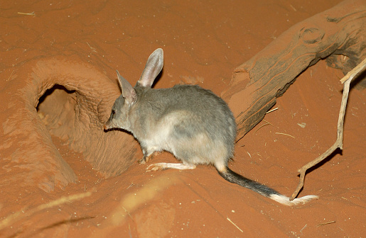 Bilby , or rabbit-bandicoot,is a  desert-dwelling marsupial.