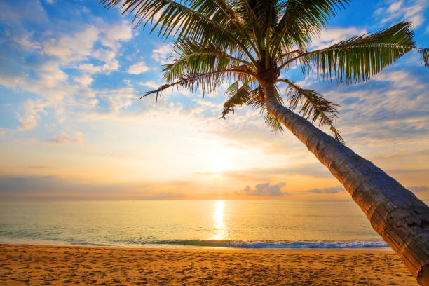 istock tropical beach in sunrise 941233274