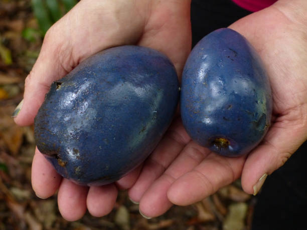 istock Cassowary Plum Fruits 941234182