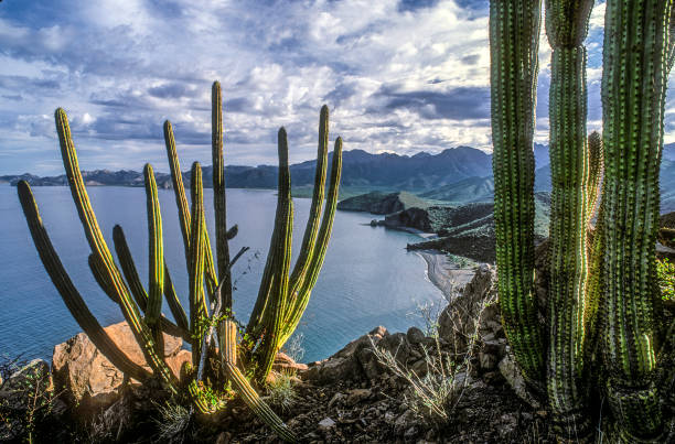 Cactus view point The Sierra de la Giganta is a mountain range in eastern Baja California Sur located on the southern Baja California Peninsula in northwestern Mexico. The mountains extend along the southeastern Baja California Peninsula, parallel and close to the Sea of Cortes coast. baja california peninsula stock pictures, royalty-free photos & images