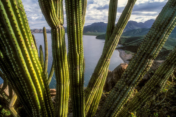 guarda attraverso il cactus - majestic landscape arid climate beach foto e immagini stock