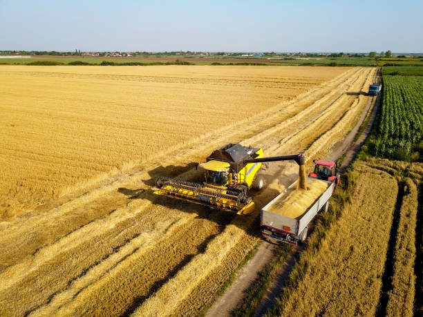 istock Bird's eyes from flying drone of large professional combine harvester loading wheat into the tank of the tractor-trailer on the field. 941241930