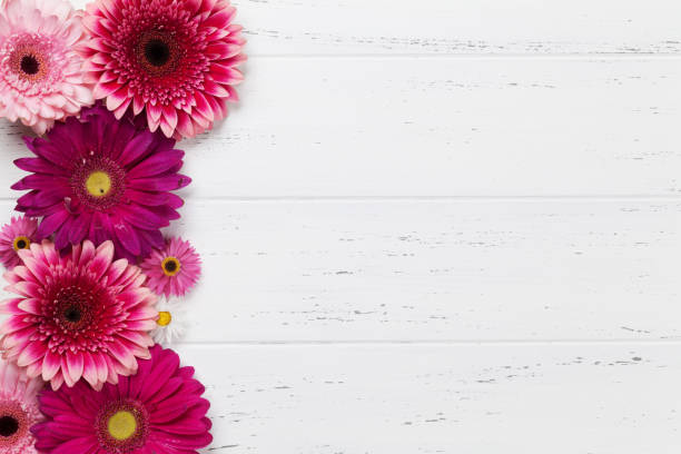 Gerbera flowers Gerbera flowers on wooden table. Top view with space for your text gerbera daisy stock pictures, royalty-free photos & images