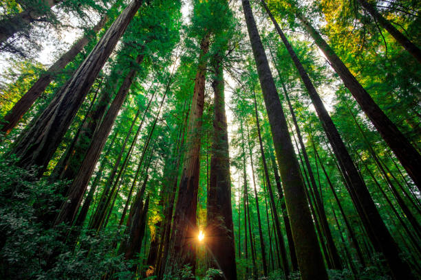 istock Sunrise Through the Redwoods 941248812