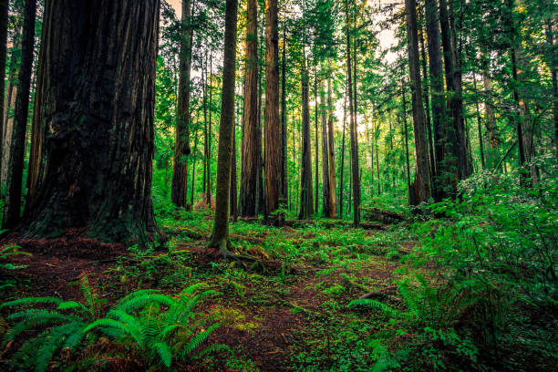 istock Foliage of the Forest 941248964