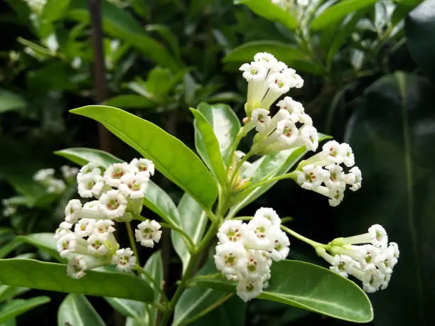 Photo of Cestrum diurnum is White flower. Fragrant and Flowering whole year Popular as ornamental plant