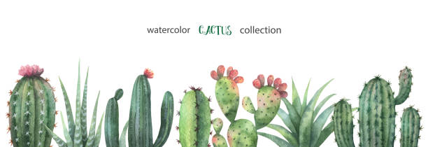 ilustraciones, imágenes clip art, dibujos animados e iconos de stock de bandera vector acuarela de cactus y plantas suculentas aisladas sobre fondo blanco. - cactus