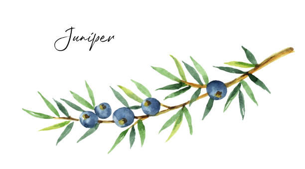 illustrazioni stock, clip art, cartoni animati e icone di tendenza di piante ad acquerello ginepro isolato su sfondo bianco. - juniper tree cedar tree tree branch