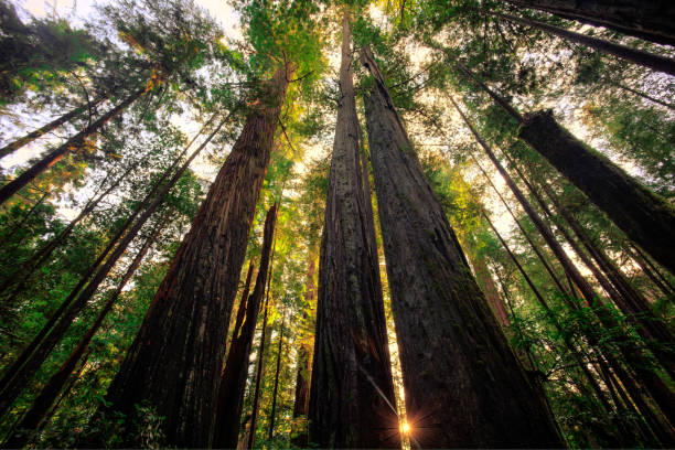tall redwoods forest - redwood sequoia california redwood national park imagens e fotografias de stock